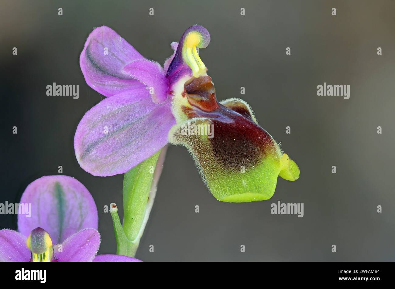 Ophrys tenthredinifera Banque D'Images