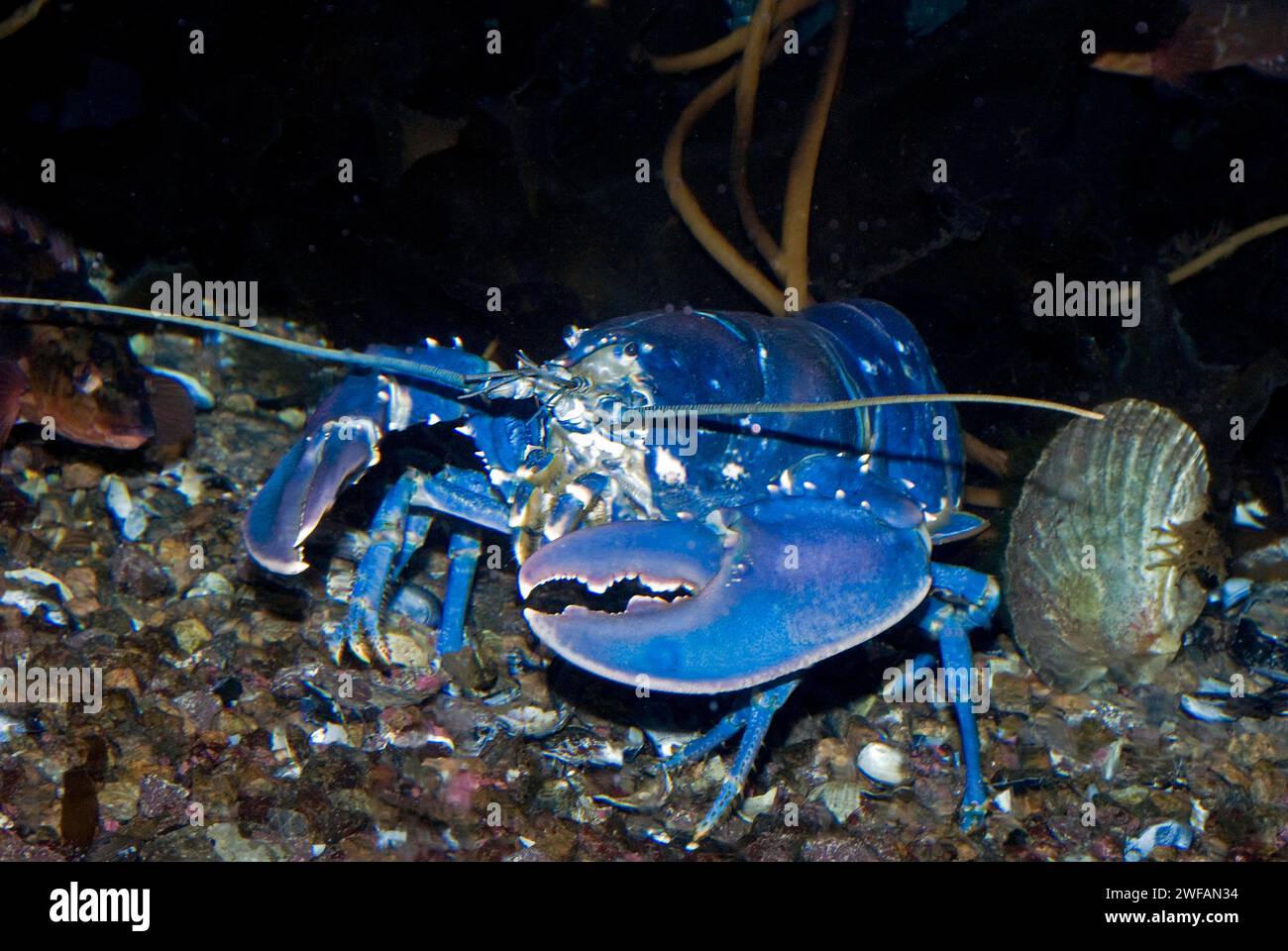 Homard de Norvège (Hommarus gammarus), mue de couleur bleue rare Banque D'Images