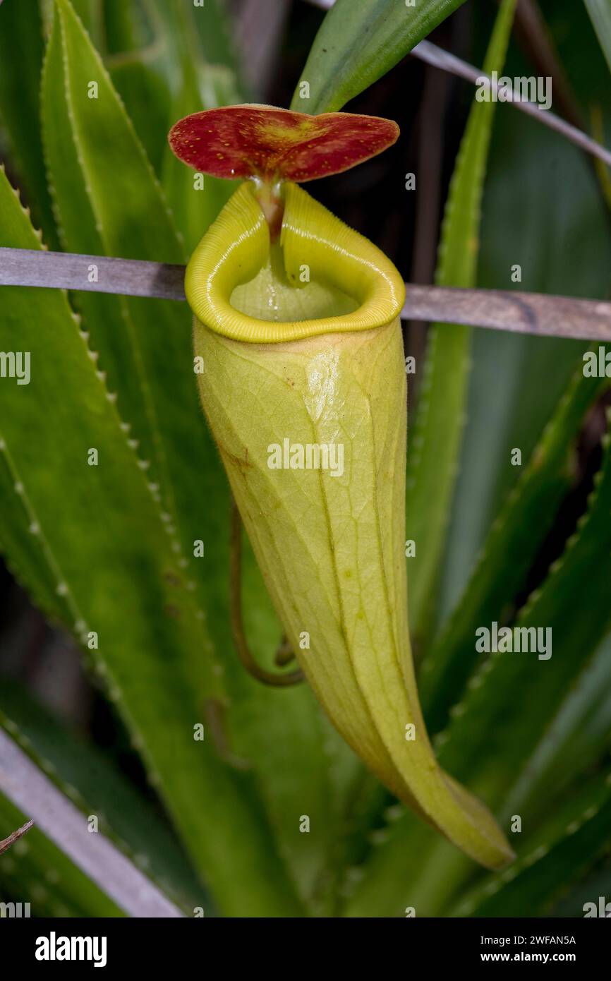 Pichet bien développé de la plante de pichet (Nephentes madagascariences) dans les zones humides près de Palmarium Resort, à l'est de Madagascar Banque D'Images