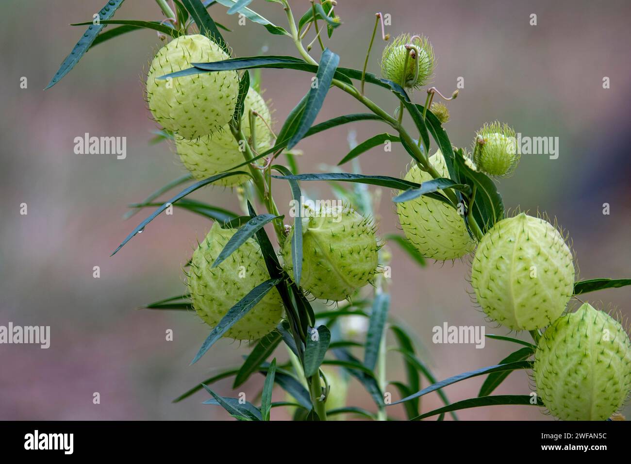 Boules poilues (Gomphocarpus physocarpus) de Zimanga, Afrique du Sud Banque D'Images