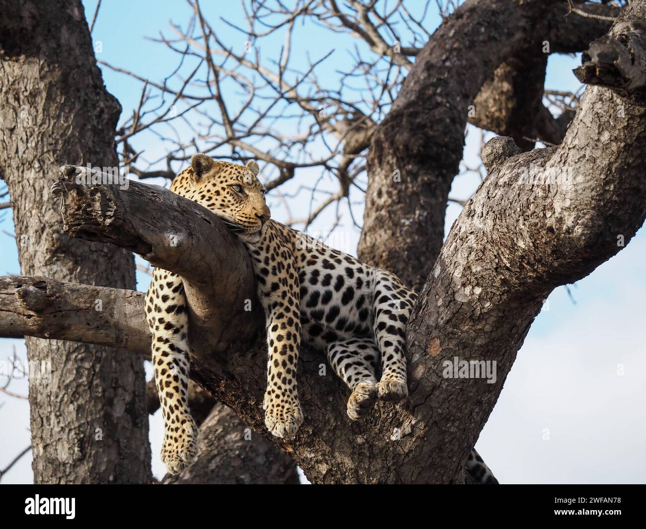 Léopard paresseux drapé autour d'un arbre dans le parc national Kruger, en Afrique du Sud Banque D'Images