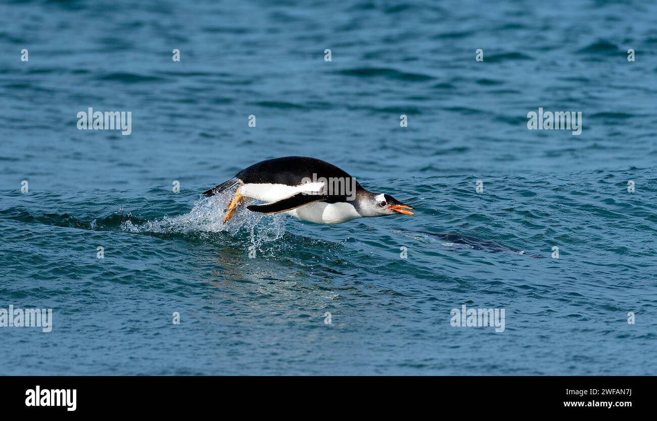 Manchot Gentoo (Pygoscelis papua) de l'île des lions de mer, les Malouines Banque D'Images