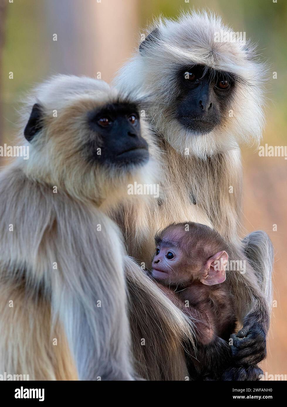 Famille de langur gris dans le parc national de Pench, Madhya Pradesh, Inde Banque D'Images