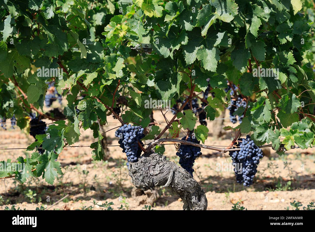 Pomerol. Dans les vignes et vignobles de Pomerol. Production de vin rouge. Vigne et vignoble des vins de Bordeaux. Pomerol, Gironde, Nouvelle Aquitaine, FRA Banque D'Images