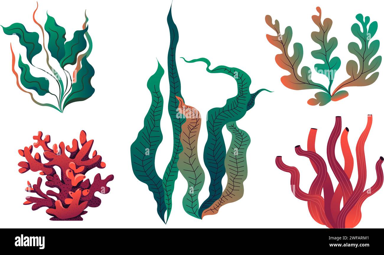 Aquarium algues et décoration flore vecteur Illustration de Vecteur