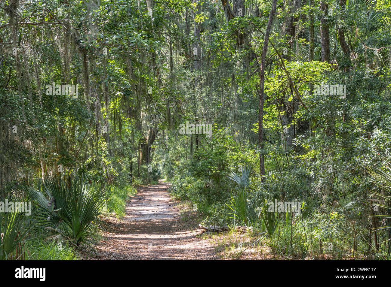 Big Ferry Trail au parc national de Skidaway Island à Savannah, Géorgie. (ÉTATS-UNIS) Banque D'Images