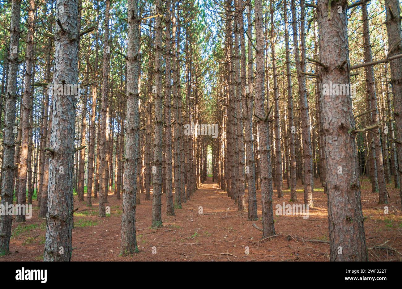 Tree Groove au lac Tionesta dans les collines accidentées du nord-ouest de la Pennsylvanie, États-Unis Banque D'Images