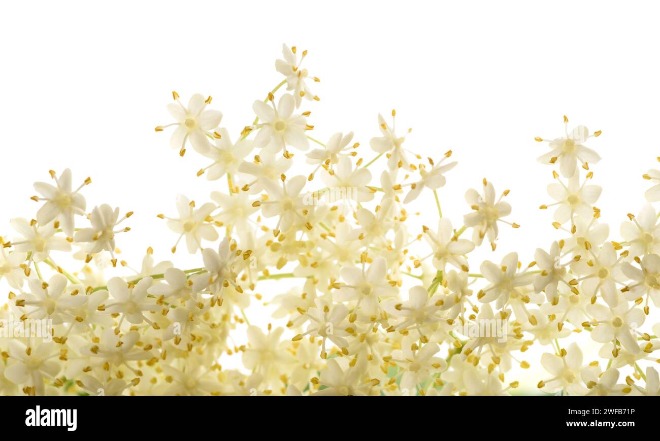 Fleurs de sureau isolé sur fond blanc Banque D'Images