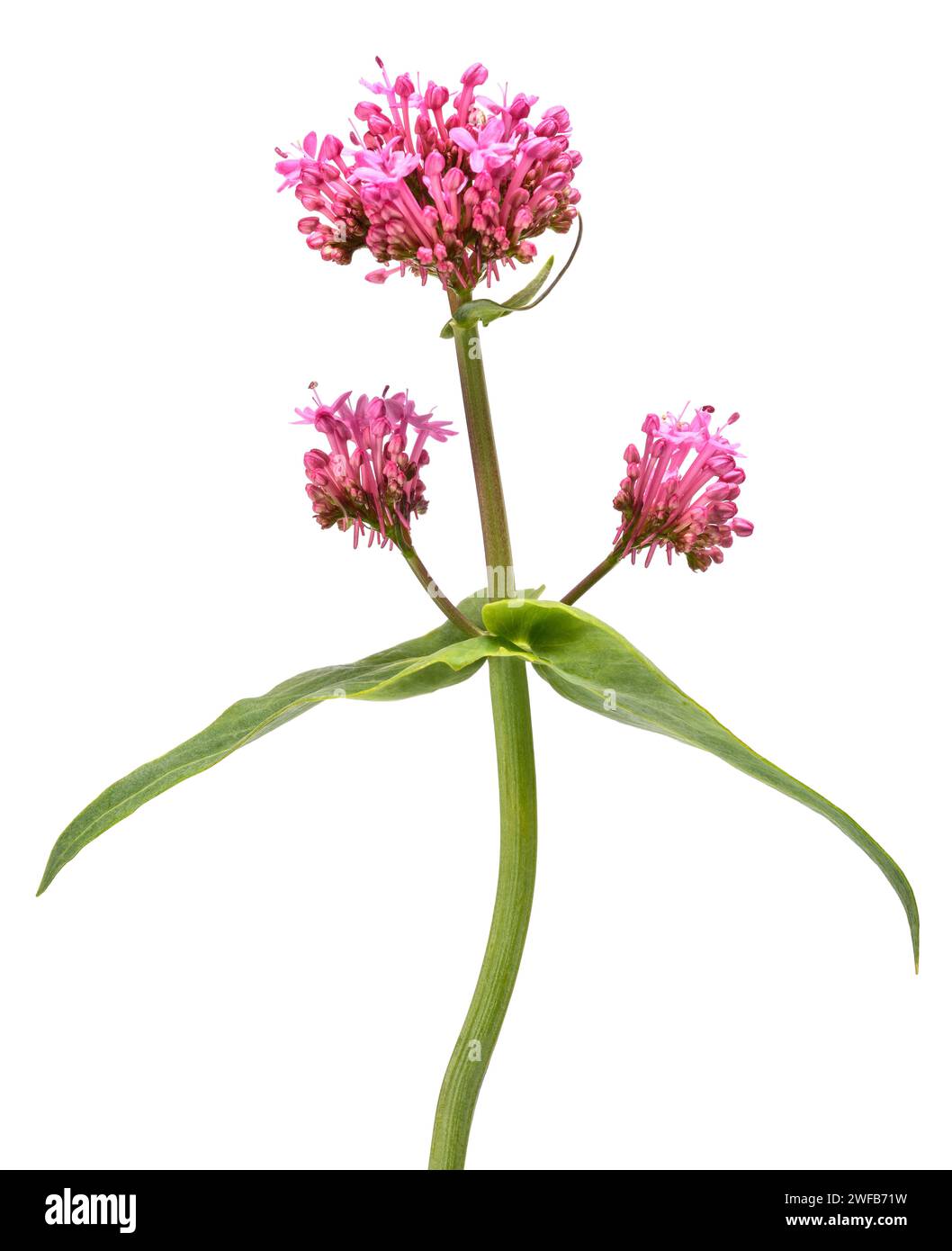 Fleurs de valériane rouge isolé sur fond blanc Banque D'Images