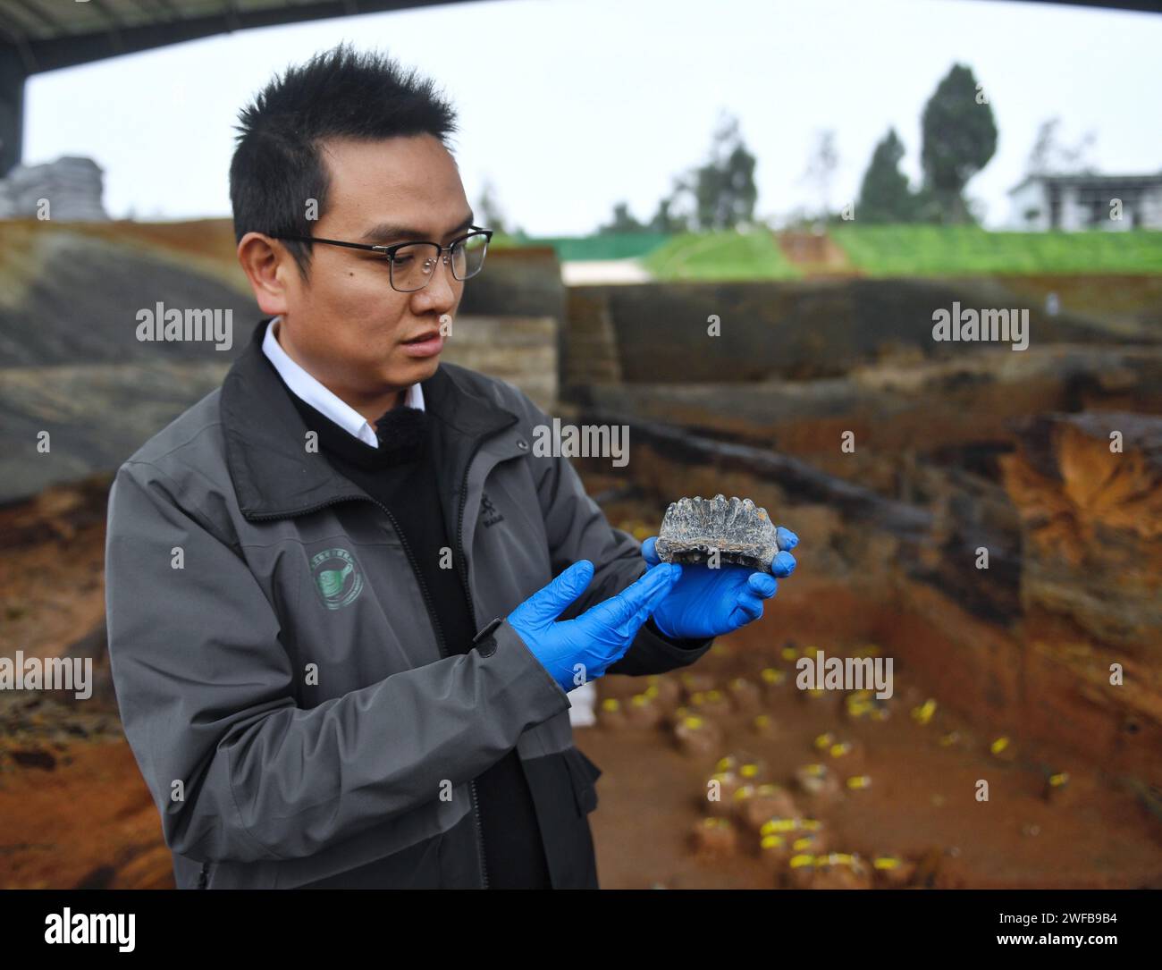 (240130) -- ZIYANG, 30 janvier 2024 (Xinhua) -- Zheng Zhexuan, archéologue à l'Institut provincial des reliques culturelles et d'archéologie du Sichuan, montre une dent d'éléphant découverte sur le site de Mengxihe dans le comté de Lezhi de Ziyang, dans la province du Sichuan, au sud-ouest de la Chine, le 5 décembre 2023. Le site de Mengxihe a été annoncé mardi comme l'une des six découvertes archéologiques les plus importantes de 2023 en Chine, selon l'Institut provincial des reliques culturelles et d'archéologie du Sichuan. Le site de Mengxihe, datant de 50 000 à 70 000 ans, a conservé un certain nombre de restes de matière organique dont ani Banque D'Images