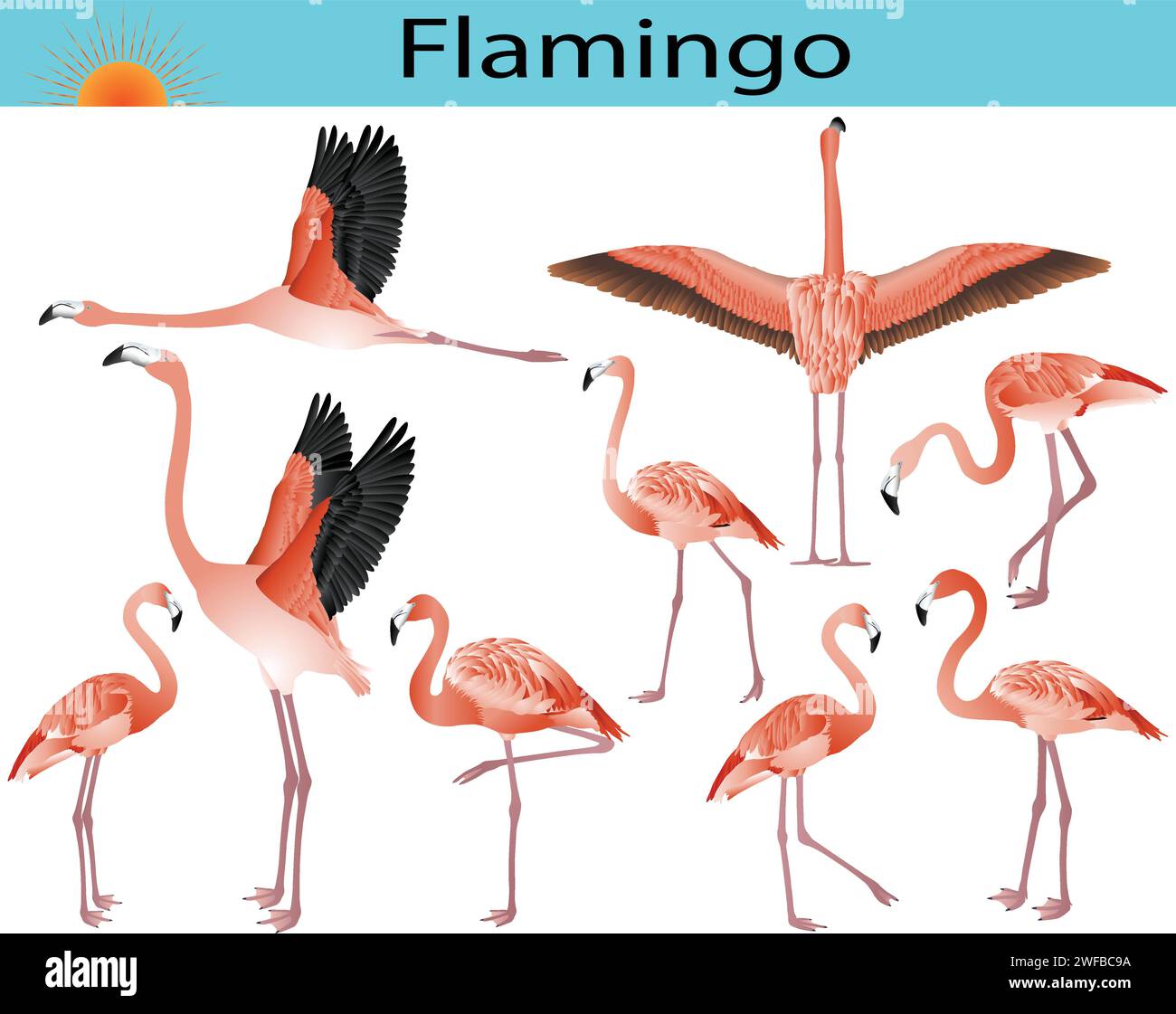 Collection d'oiseaux flamants roses en image couleur Illustration de Vecteur