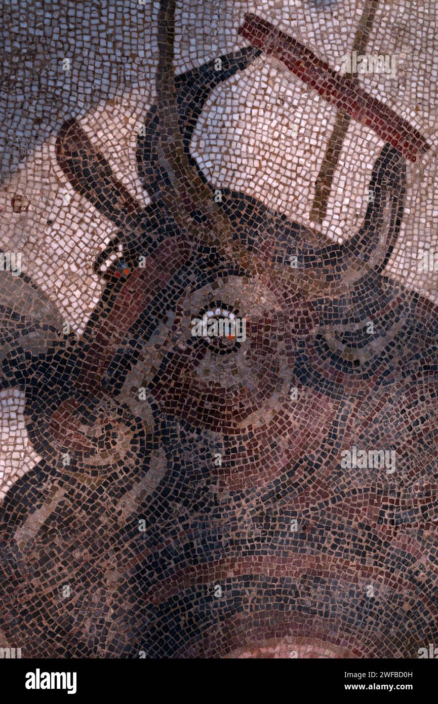 Taureau sauvage ou buffle captif aux yeux larges, ses pointes de corne rendues sûres par un morceau de bois. Détail de la mosaïque romaine tardive à la Villa Romana del Casale, une grande villa construite à la fin des années 300 EC sur la Piazza Armerina en Sicile, Italie. La mosaïque se trouve dans le Corridoio della Grande Caccia (Corridor de la Grande chasse) de la villa où des mosaïques, probablement réalisées par des mosaïciens africains, illustrent la chasse, la capture, la mise en cage et le transport d’animaux sauvages vivants destinés à des « vénationes » ou spectacles de bêtes. Dans cette mosaïque, les yeux de l’animal terrifié sont mis en évidence par des tesselles rouges et bleues. Banque D'Images