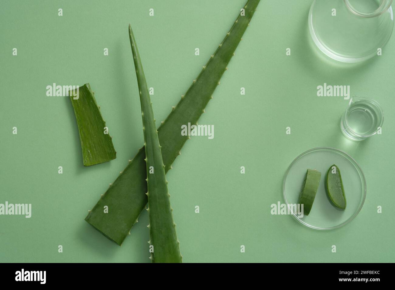 Erlenmeyer et bécher contenant du gel d'Aloe vera disposé avec des tranches de Pétri en verre d'Aloe vera. L'aloe vera (Aloe barbadensis miller) est efficace i Banque D'Images