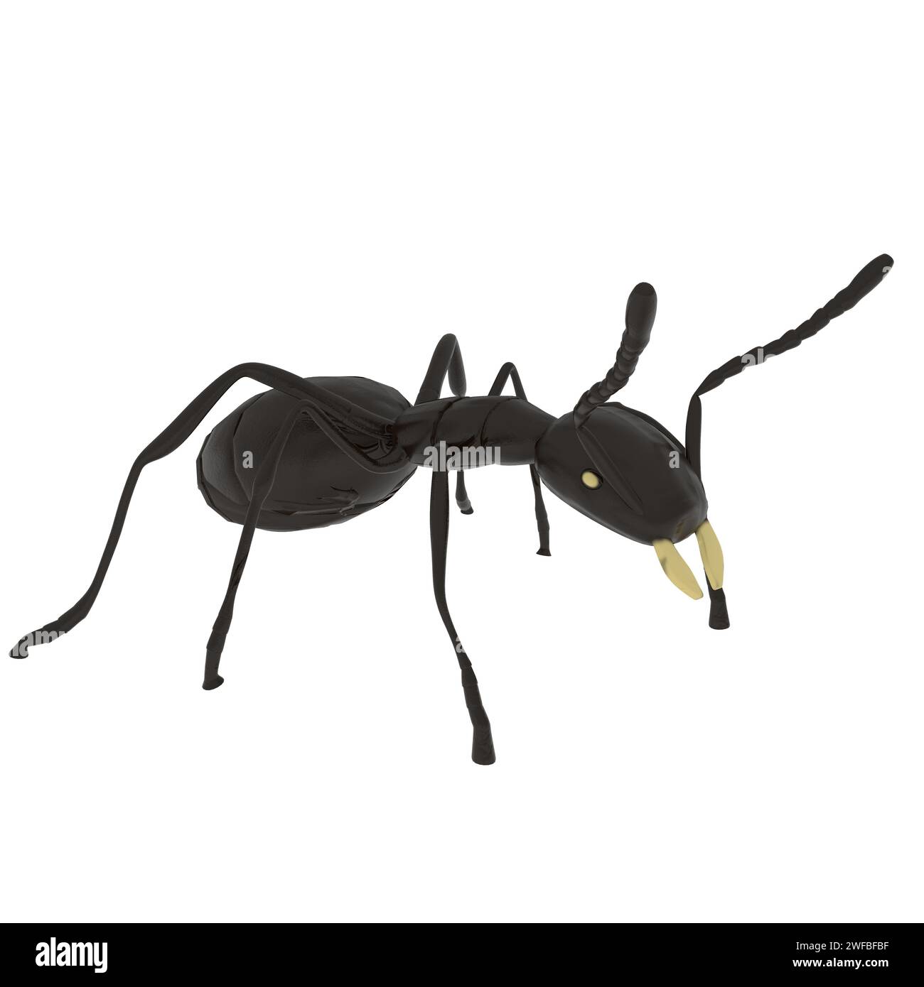 ANT isolé sur fond blanc. Illustration 3D de haute qualité Banque D'Images