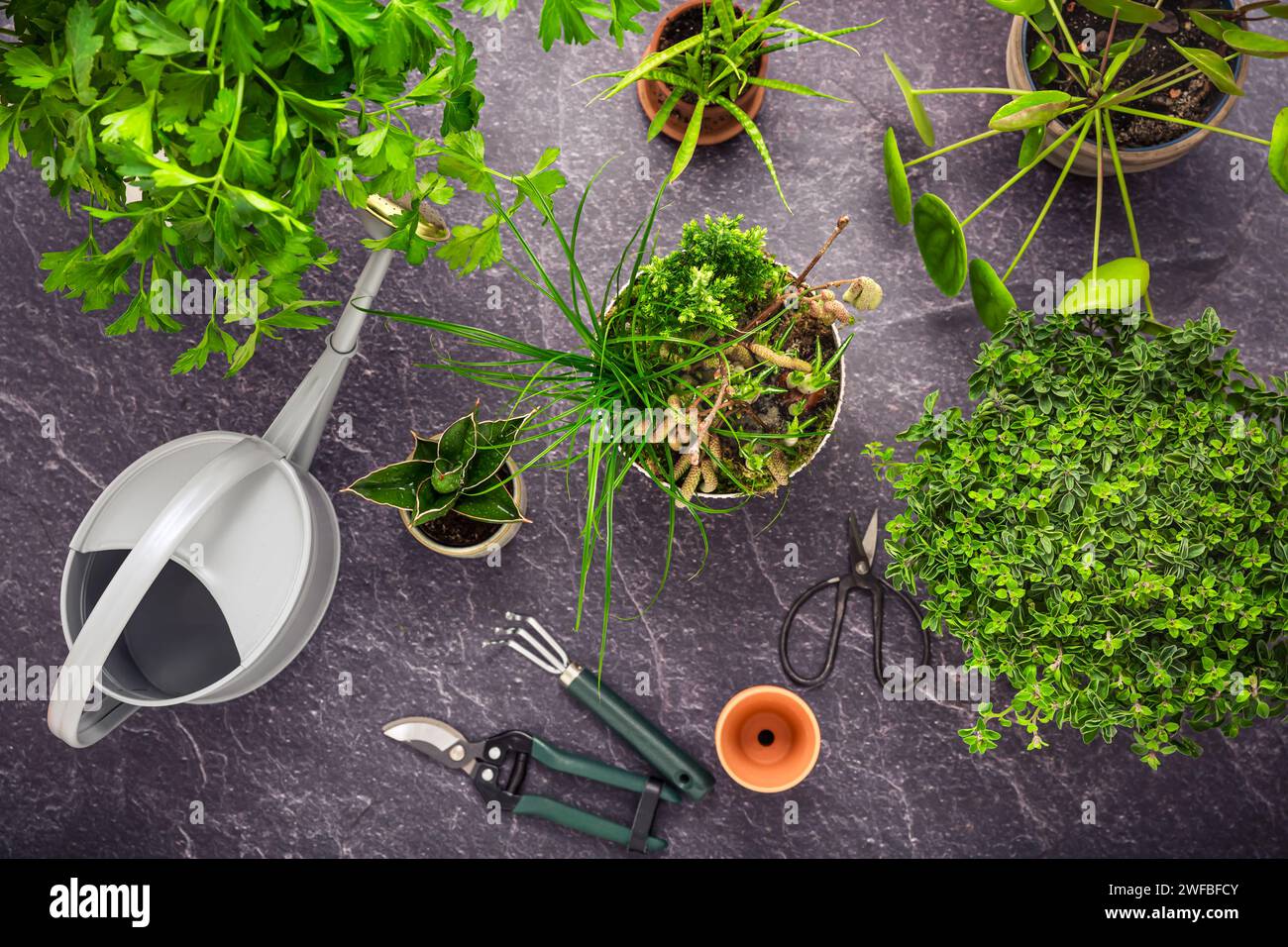 Transplantation de plantes et d'herbes, concept de jardinage à la maison. Assortiment de plantes d'intérieur et d'herbes avec des outils de jardinage. Banque D'Images