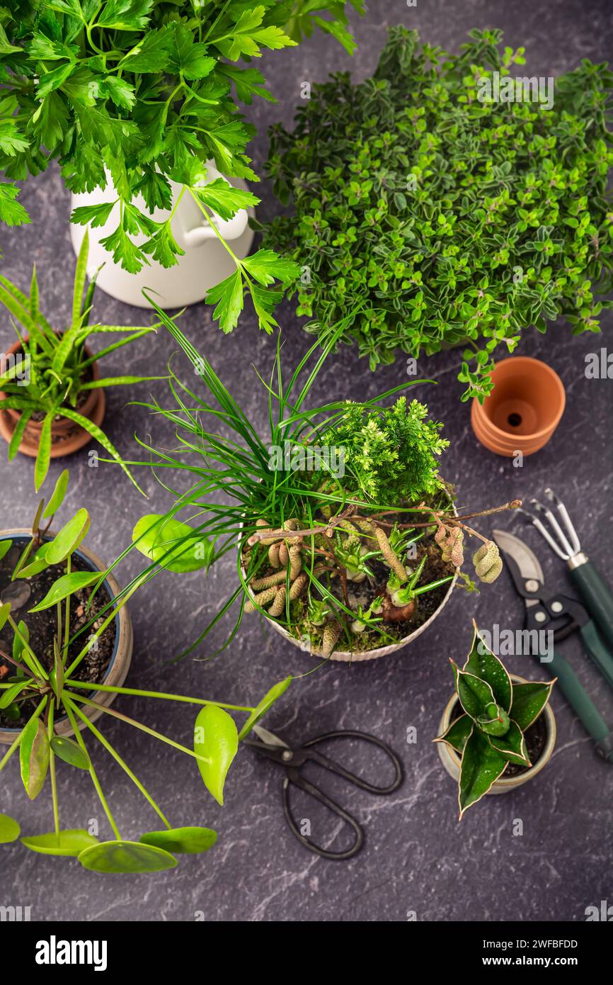 Transplantation de plantes et d'herbes, concept de jardinage à la maison. Assortiment de plantes d'intérieur et d'herbes avec des outils de jardinage. Banque D'Images