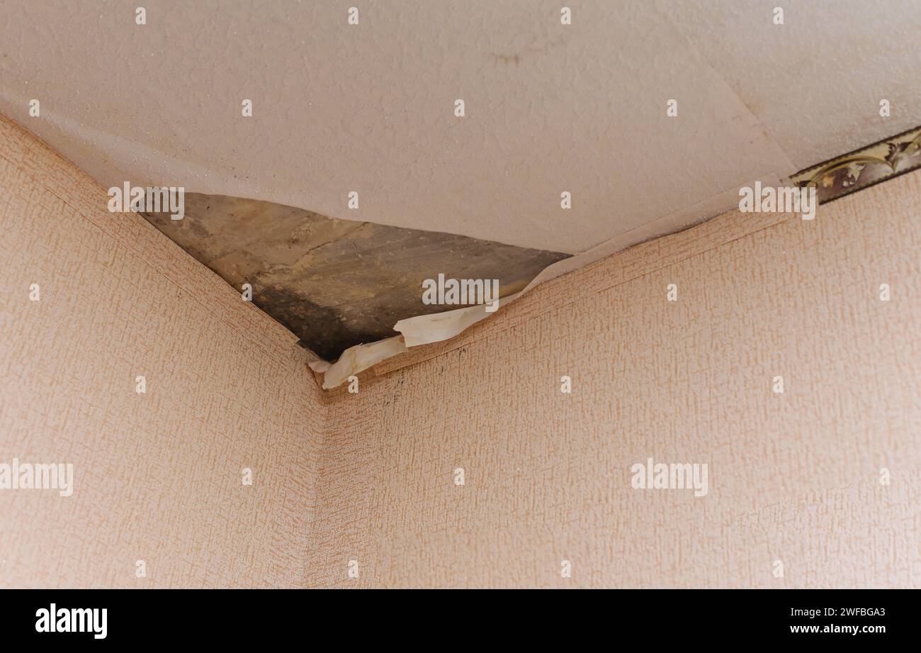 moisissure sur le plafond. en raison de l'humidité, la moisissure formée et le papier peint décollé Banque D'Images