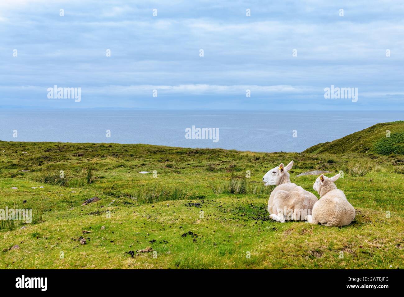 Moutons errants regardant la mer sur la côte de North West Highlands, Écosse, Royaume-Uni. Avec Copy-space Banque D'Images