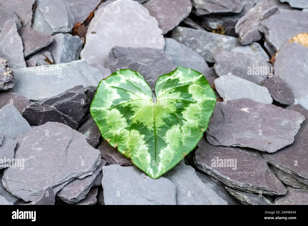 Un Cyclamen en forme de cœur laisse piquer à travers le lit de fleurs paysagé en ardoise. Banque D'Images