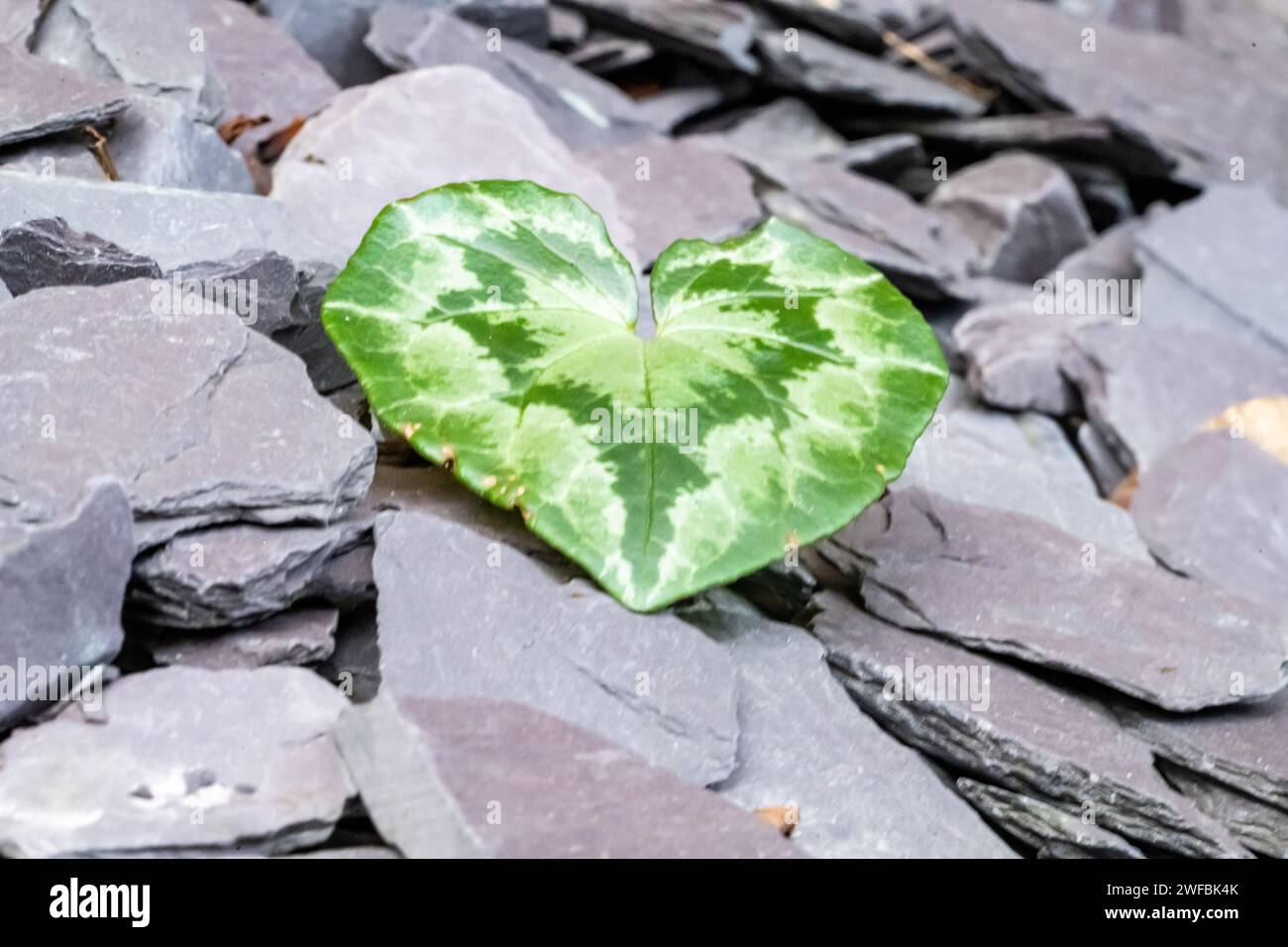 Un Cyclamen en forme de cœur laisse piquer à travers le lit de fleurs paysagé en ardoise. Banque D'Images
