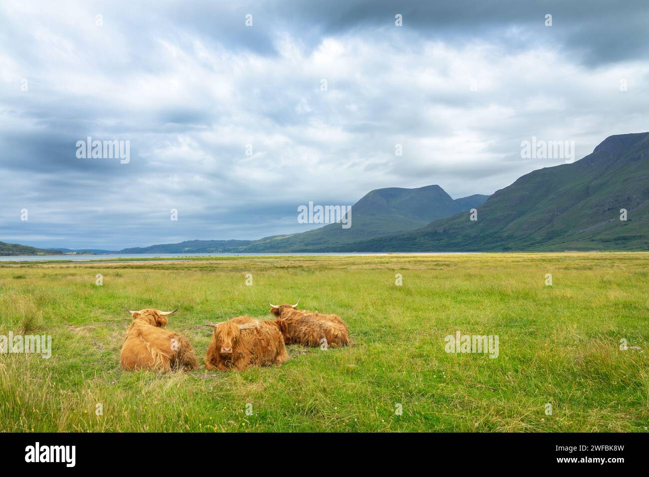 Paysage avec des bovins Highland couchés dans l'herbe dans les Highlands du Nord-Ouest, Écosse Royaume-Uni Banque D'Images