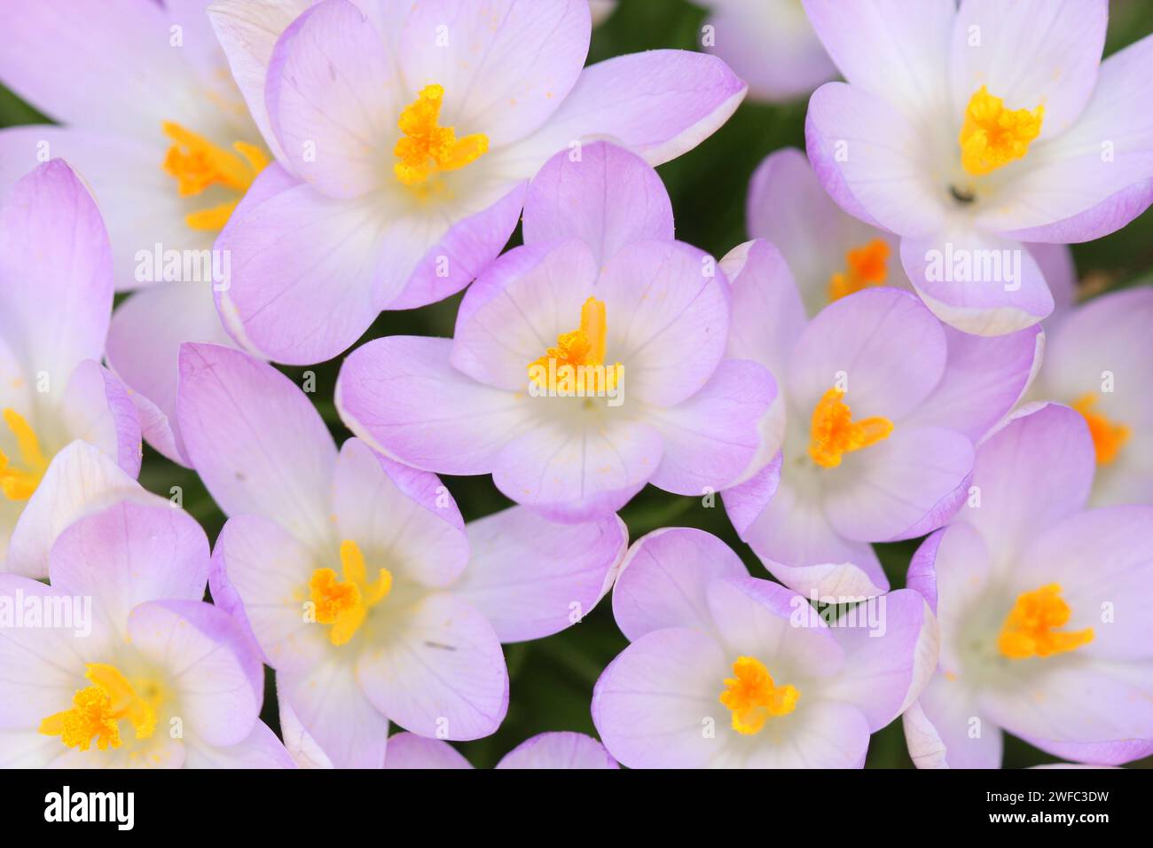 Un gros plan de crocus d'en haut Banque D'Images