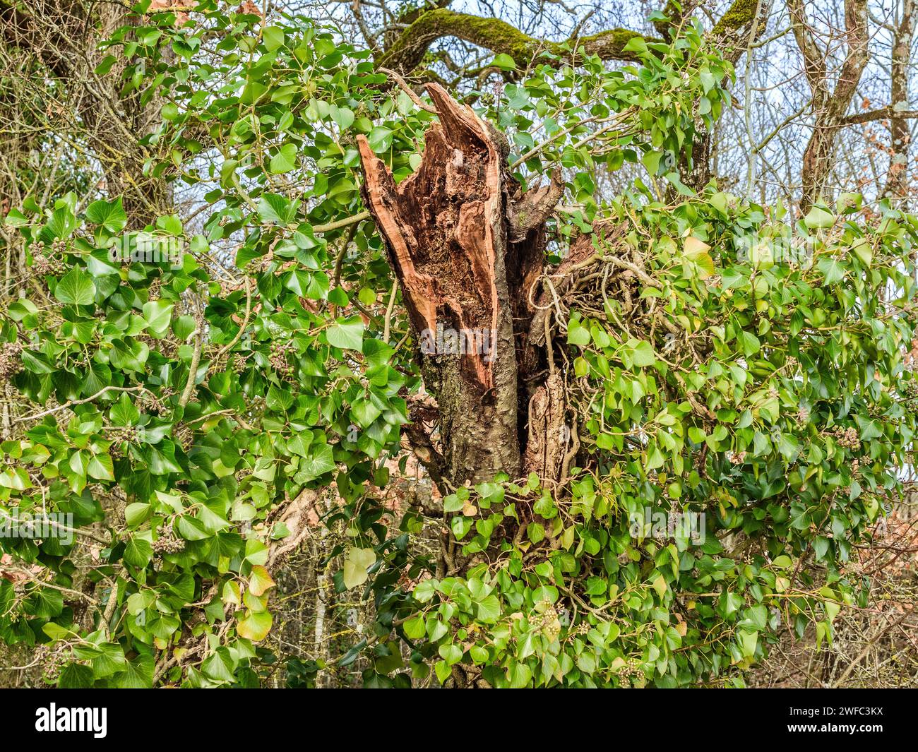 Tronc d'arbre brisé couvert de lierre rampante (Hedera) - centre de la France. Banque D'Images