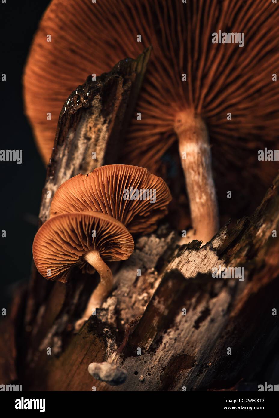 Champignons rustgill (Gymnopilus penetrans) Banque D'Images