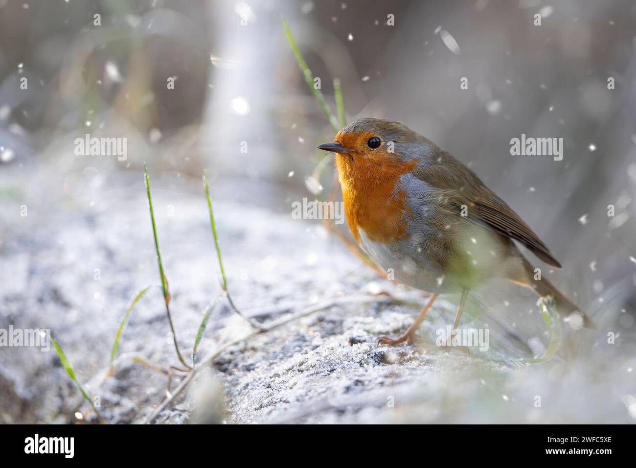 Gros plan d'un oiseau rouge sauvage britannique (Erithacus rubecula) en hiver, debout sur une bûche enneigée alors que la neige tombe. Banque D'Images