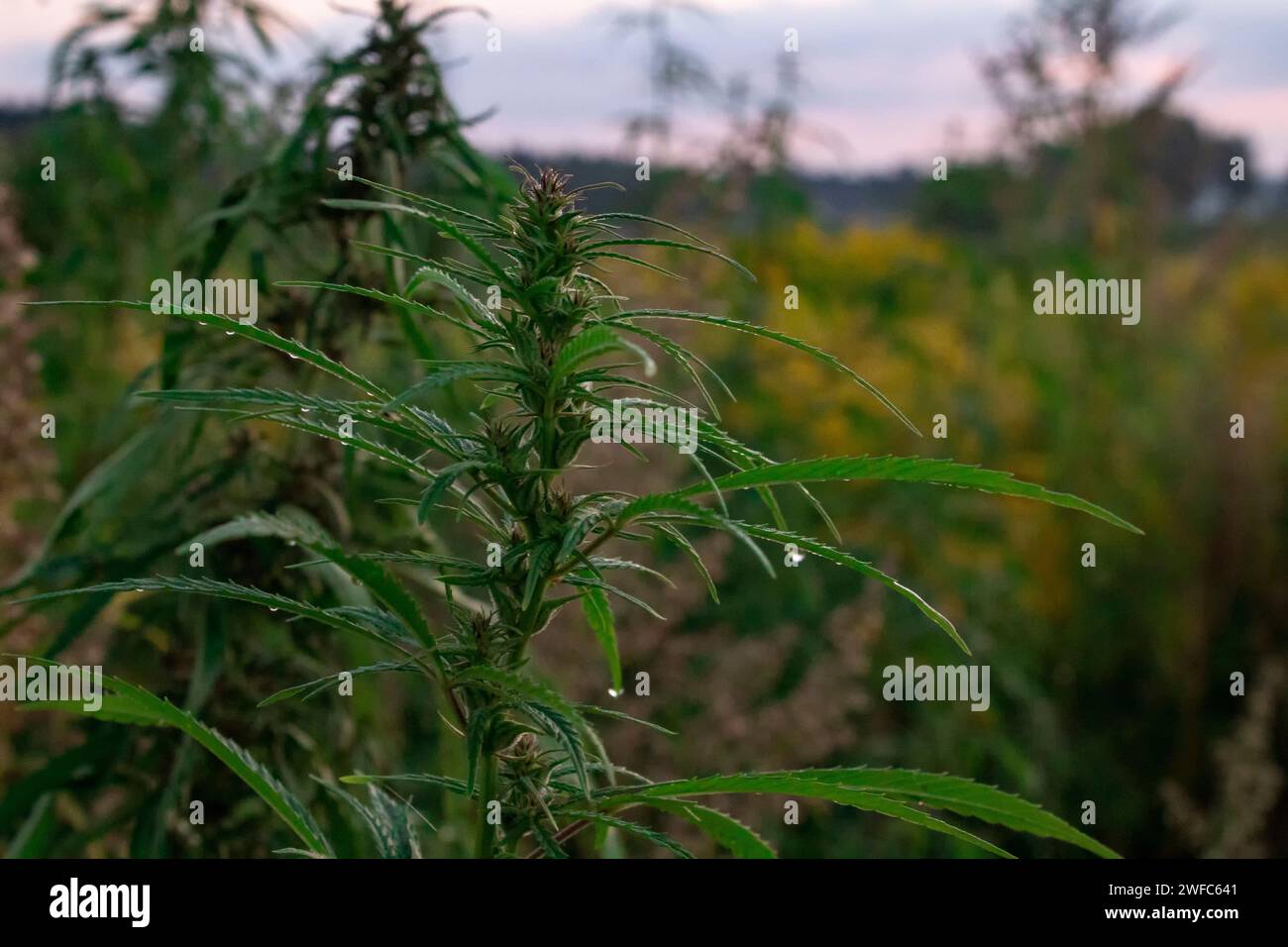 Fleur et feuilles de cannabis vert cannabis avec des gouttes d'eau sur la surface des feuilles macro Banque D'Images
