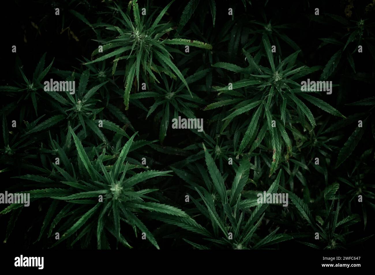 Feuilles d'une plante de cannabis sur fond sombre Banque D'Images