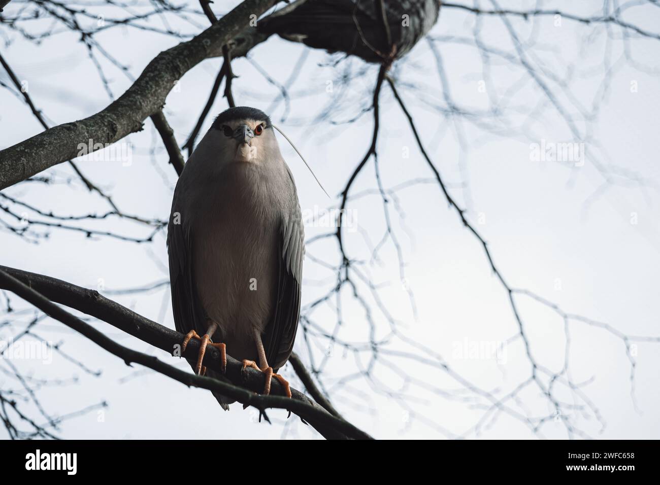 Un oiseau perché sur une branche d'arbre regardant vers le haut Banque D'Images