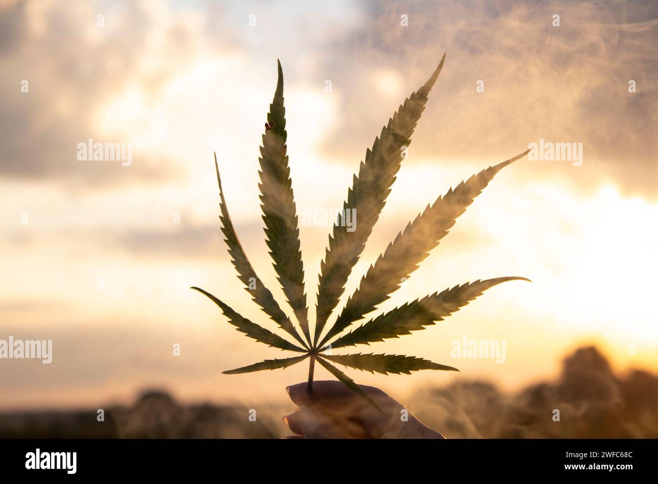 Feuille de cannabis dans la main au soleil couchant sur fond flou Banque D'Images