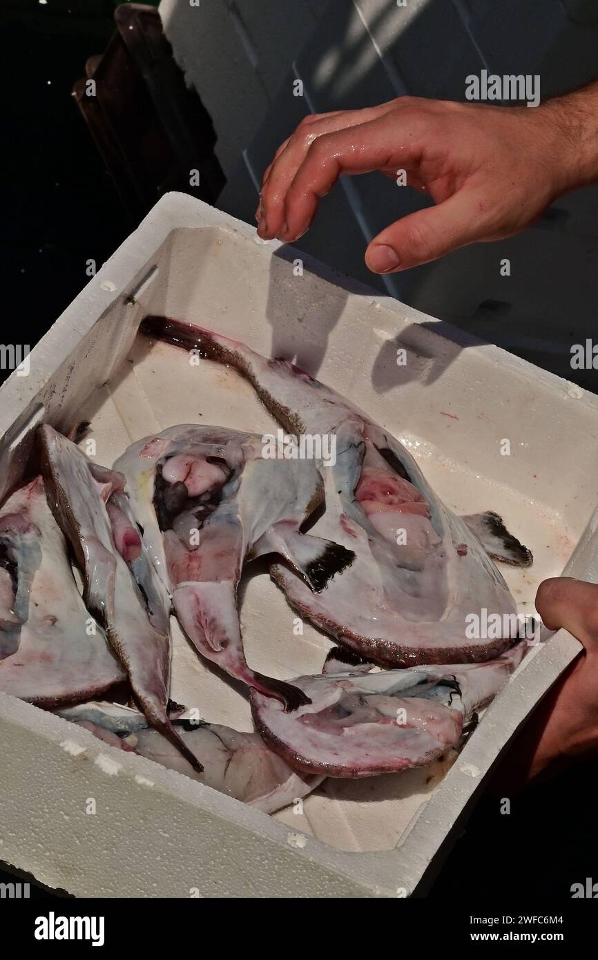 Un homme sort un pêcheur européen fraîchement pêché ou une langouste commune (Lophius piscatorius) d'une boîte de poisson en mousse de polystyrène (EPS).Un poisson d'eau profonde,Croatie Banque D'Images