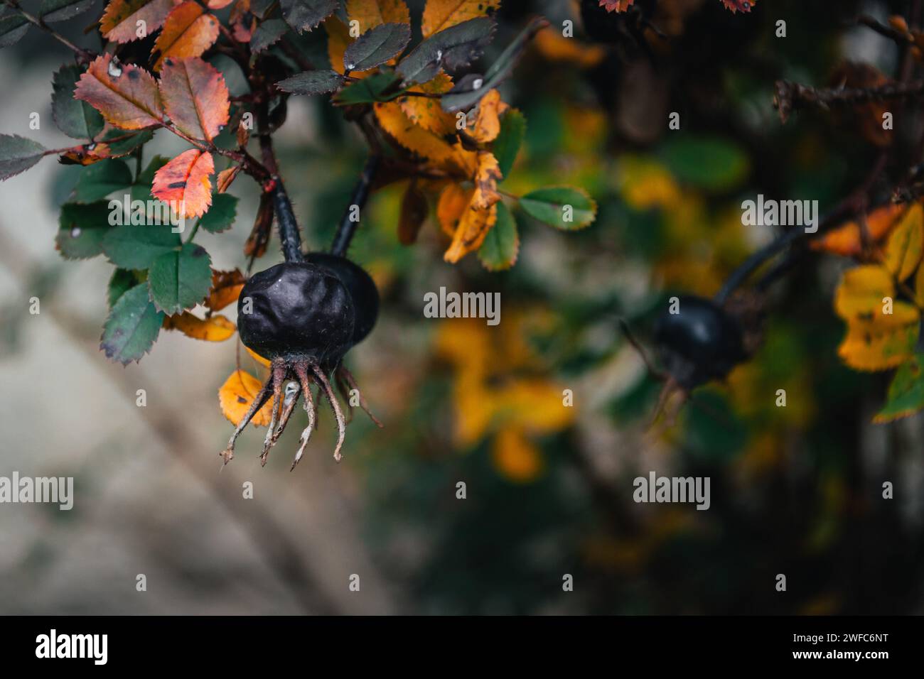 Plan macro d'une baie de rose musquée noire sur une branche de buisson dans les feuilles d'automne Banque D'Images