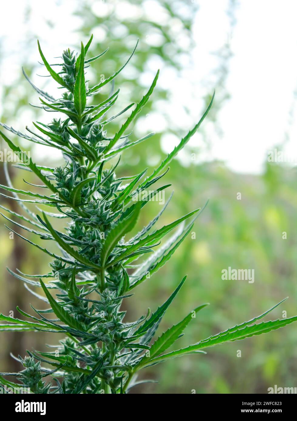 Buisson de chanvre sur un fond avec bokeh Banque D'Images