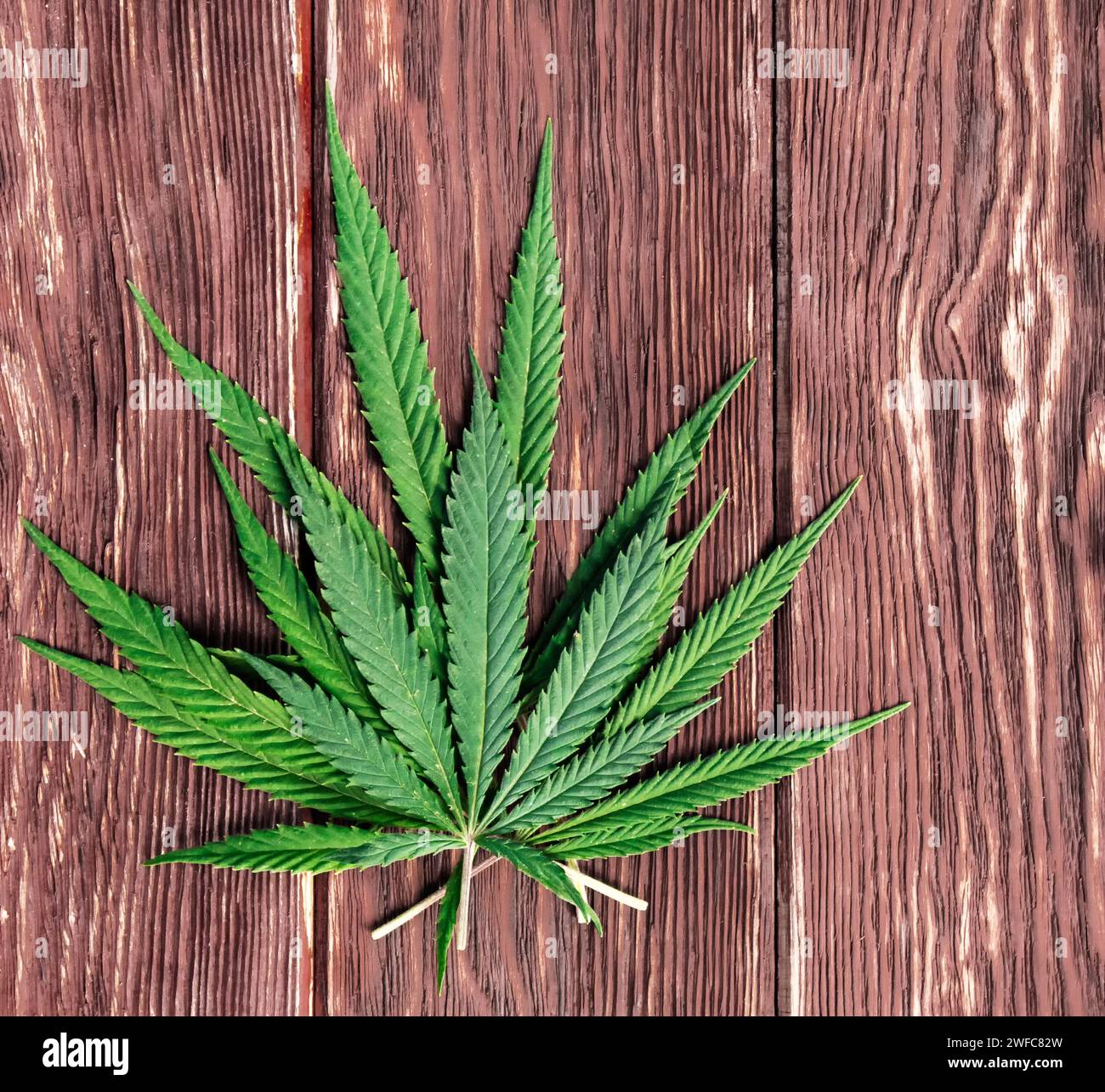 Feuilles de cannabis sur vieux fond de bois Banque D'Images