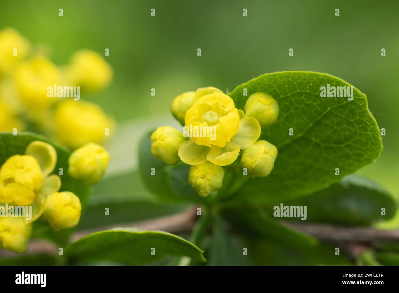 Épine-vinette commune Berberis vulgaris ou épine-vinette européenne, arbuste du genre Berberis, famille des Berberidaceae. Arbuste aux fleurs jaunes longues panicules b Banque D'Images