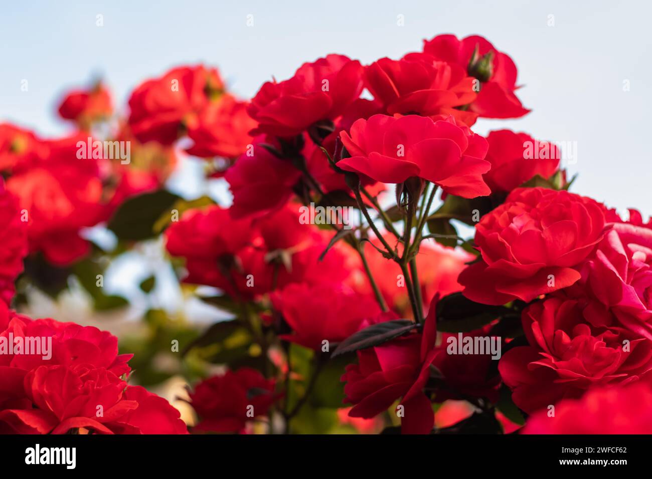 Rosier avec des roses rouges fleuries dans le jardin. Banque D'Images