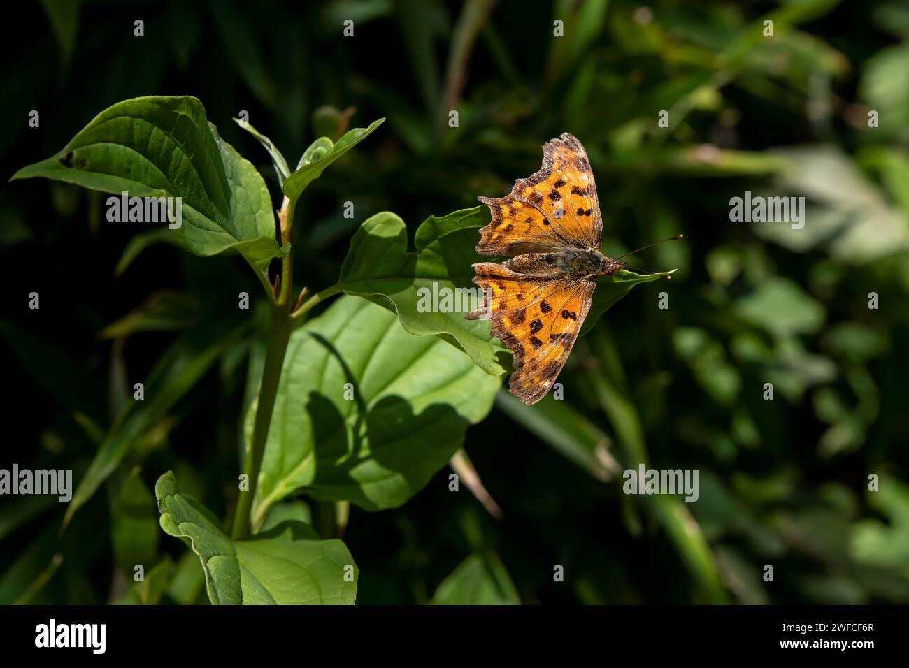 Un beau papillon Polygonia c-album sur une feuille verte Banque D'Images