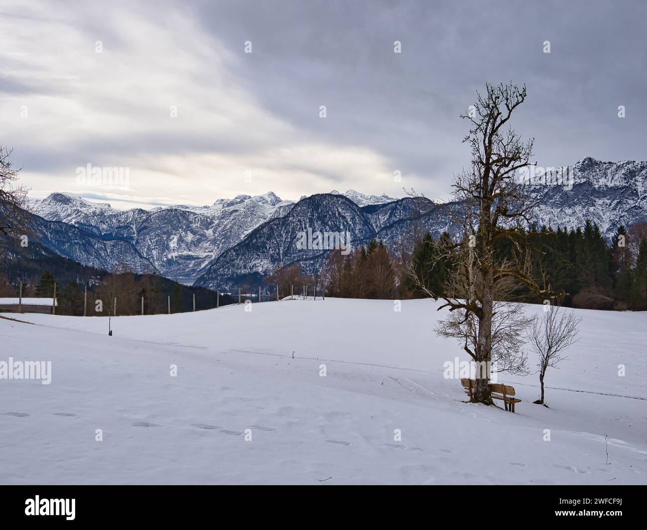 Quelques montagnes et collines enneigées, ornées d'un arbre solitaire dans la région du patrimoine mondial de Hallstatt Dachstein Banque D'Images