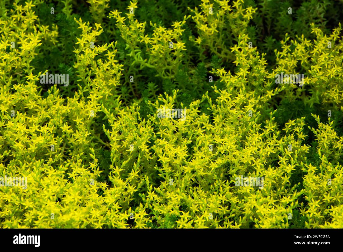 Fleurs jaunes de Sedum acre ou Goldmoss stonecrop .Sedum acre, connu sous le nom de goldmoss stonecrop, moussy stonecrop, goldmoss sedum. Banque D'Images