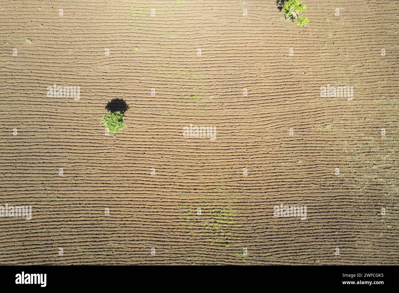 Antenne de champ agricole cultivée brune au-dessus de la vue de dessus du drone Banque D'Images Antenne de champ agricole cultivée brune au-dessus de la vue de dessus du drone Banque D'Images