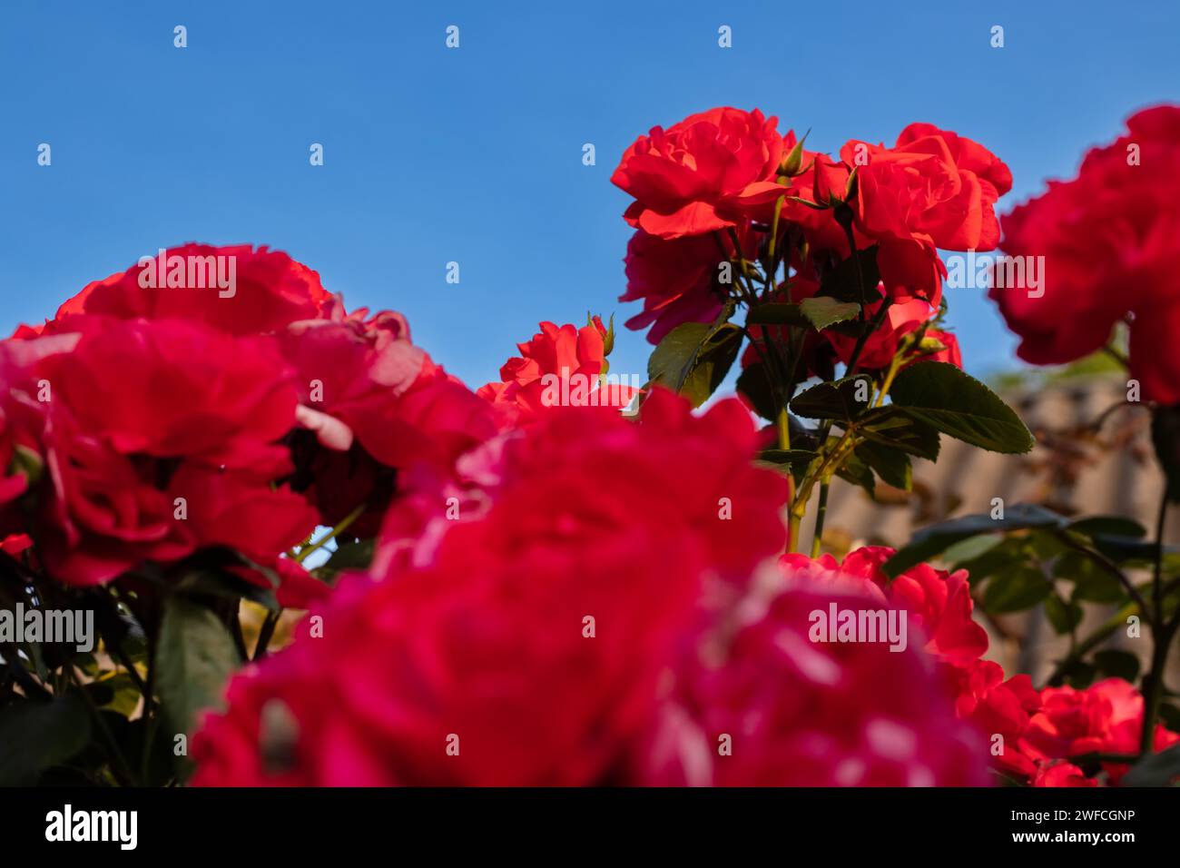 Rosier avec des roses rouges fleuries dans le jardin. Banque D'Images