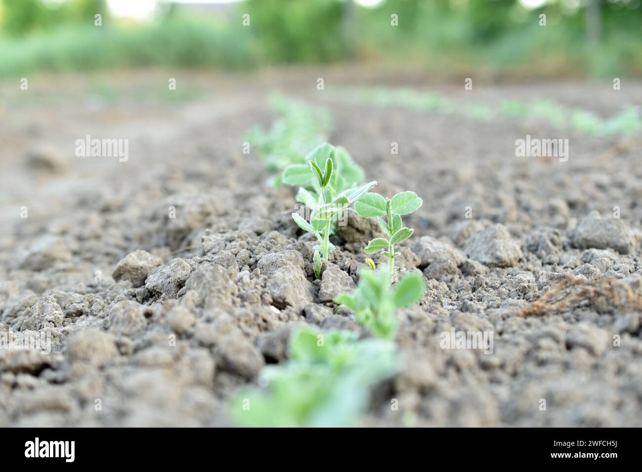 Les premières feuilles de pois ont germé dans le lit du jardin. Banque D'Images