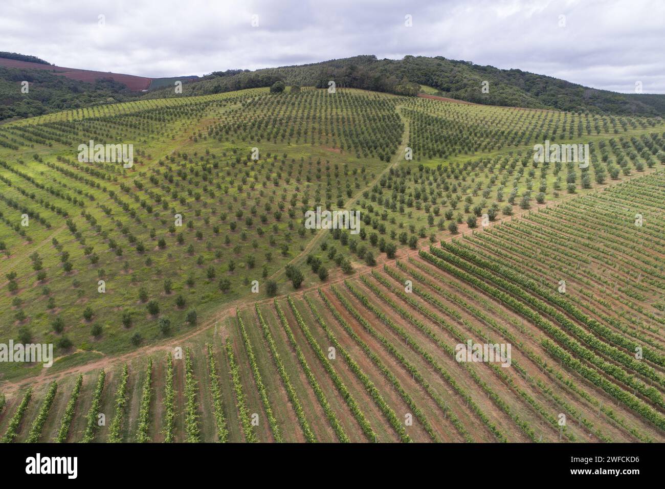 Vue de la plantation de drones de raisins du type Niagara et olives - Banque D'Images