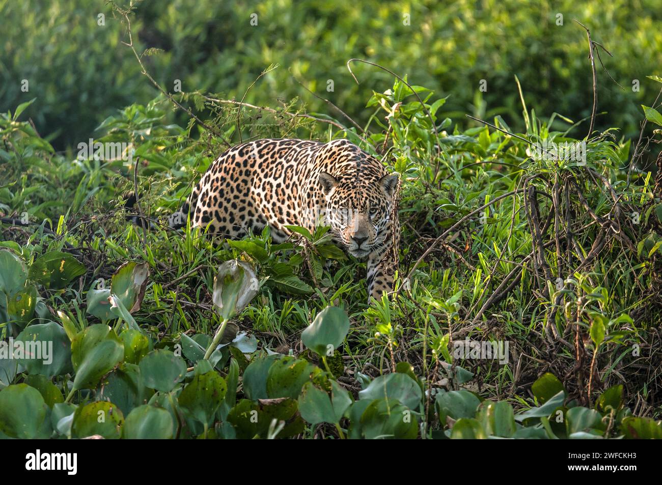 Jaguar sur la rivière Cuiaba - Panthera onca sp - animal menacé Banque D'Images Jaguar sur la rivière Cuiaba - Panthera onca sp - animal menacé Banque D'Images