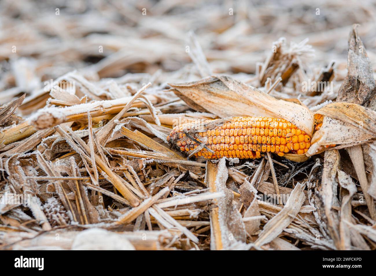 Le champ de maïs est couvert de couverture de neige avec les restes d'épis de maïs. Concept de récolte perdue. Gros plan de la scène de champ. Banque D'Images