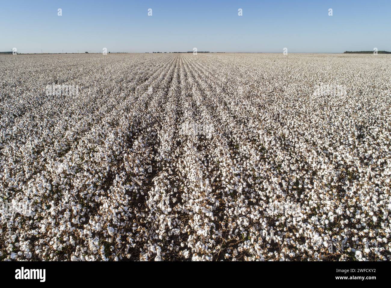 Plantation de coton vue drone - Banque D'Images