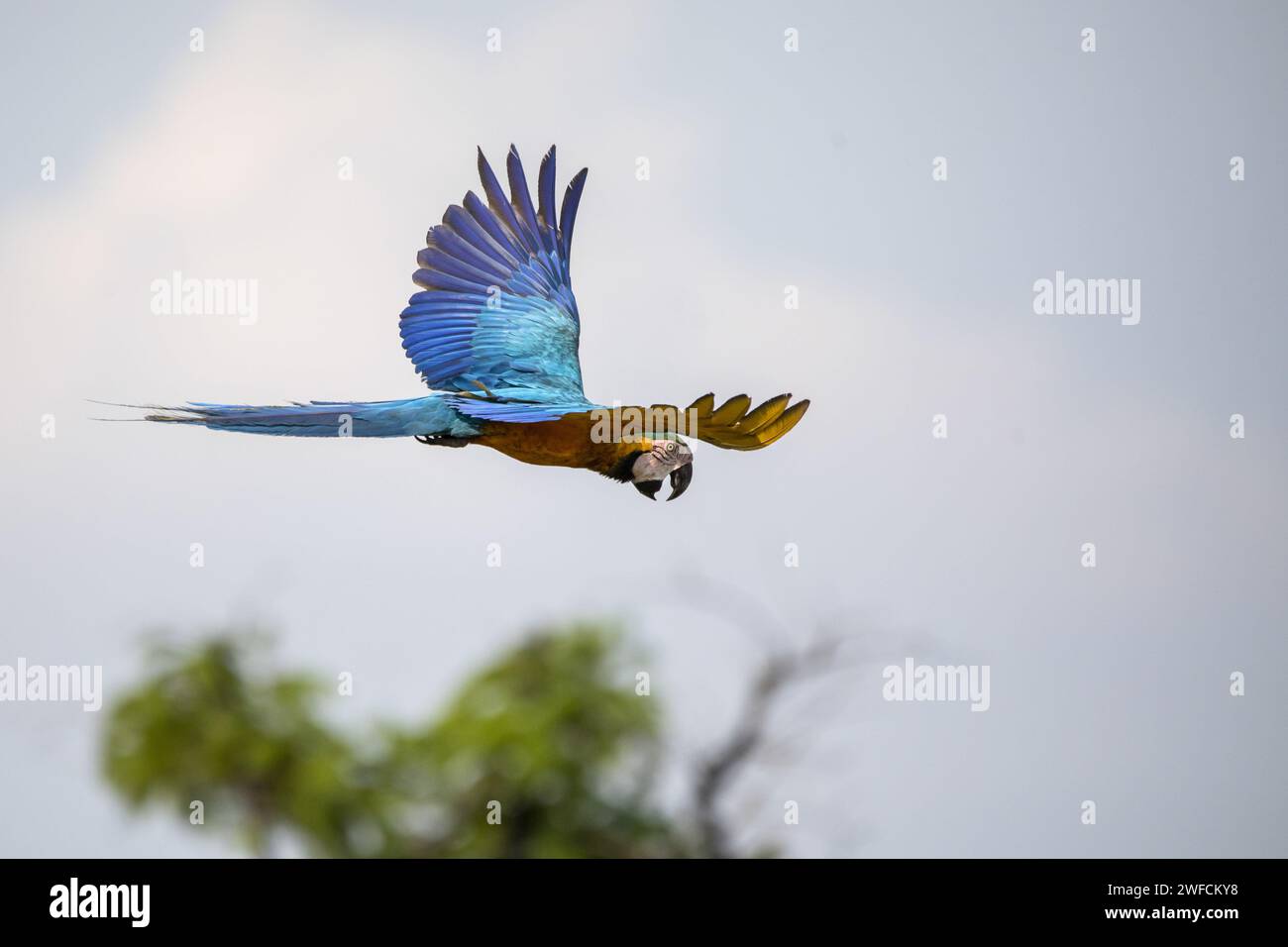Canindé Macaw en vol au parc national EMAS - Banque D'Images